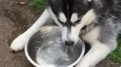 Зошто кучето пие многу вода